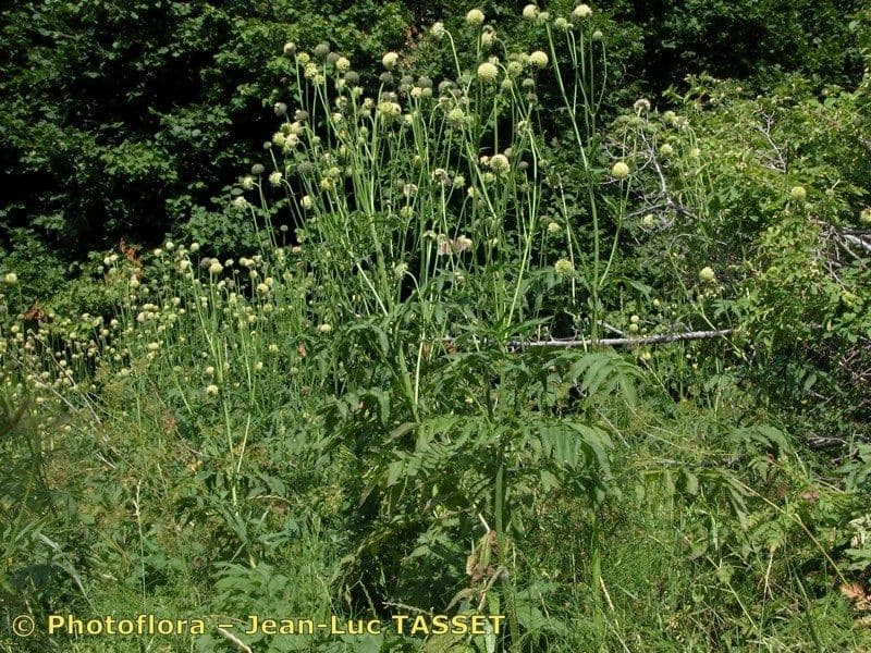 Scabieuse des Alpes aux fleurs jaunes