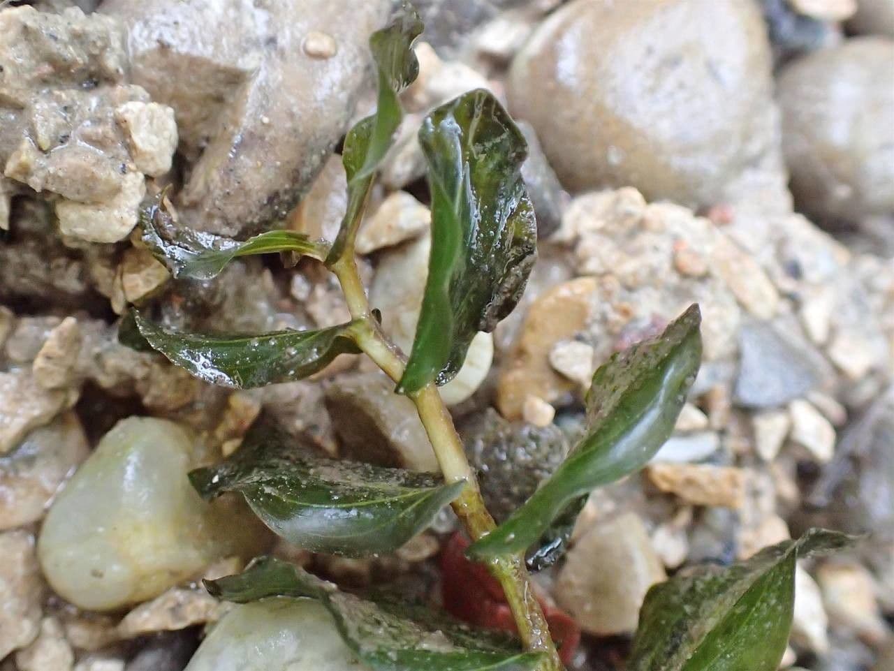 Perfoliate Pondweed with characteristic clasping leaves