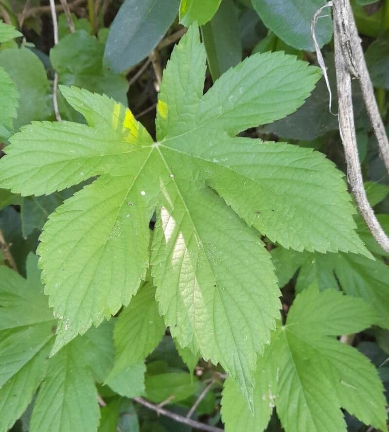 Laub und Hopfenzapfen von Humulus scandens