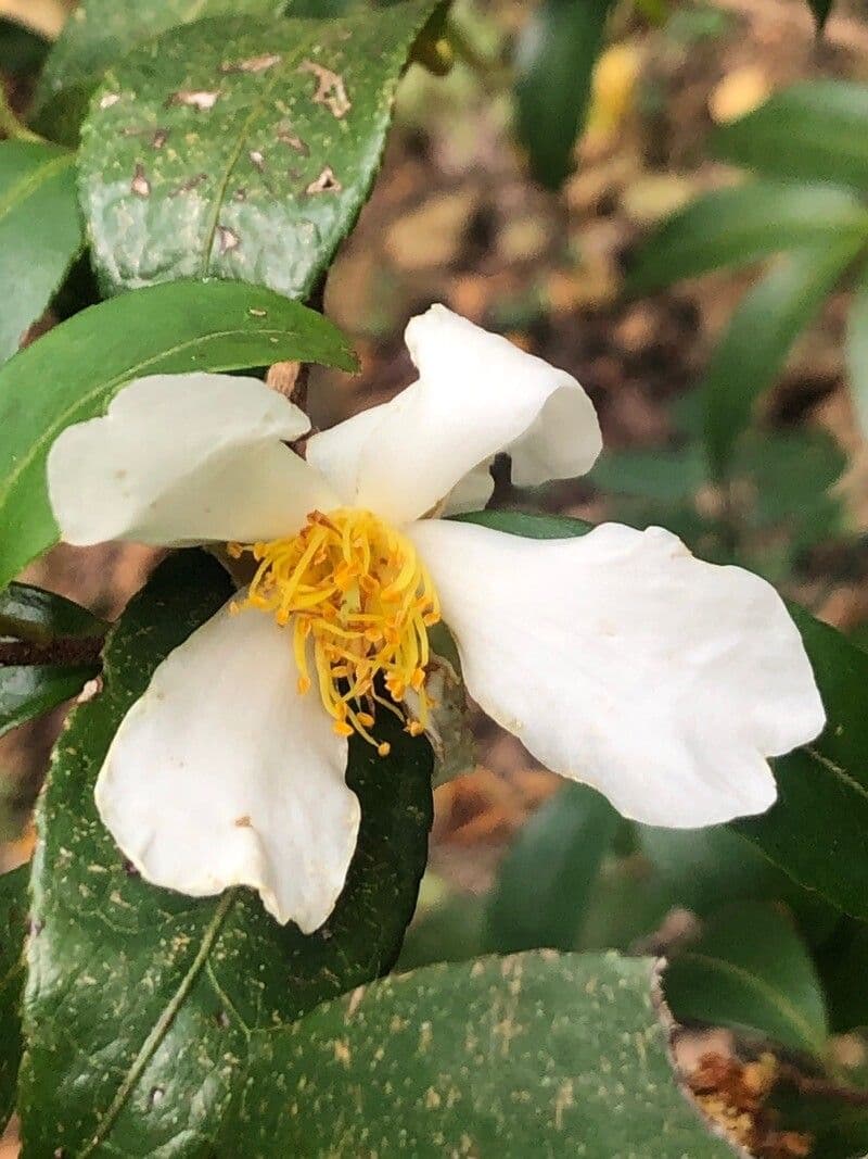 Camellia crapnelliana bloemen en bladeren in Chinese tuin