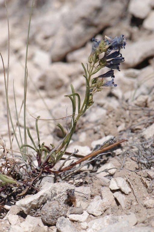 Penstemon eriantherus with purple-pink flowering spikes