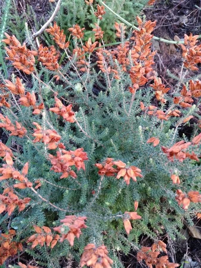 Erica ciliaris with beautiful purple flowers in full bloom