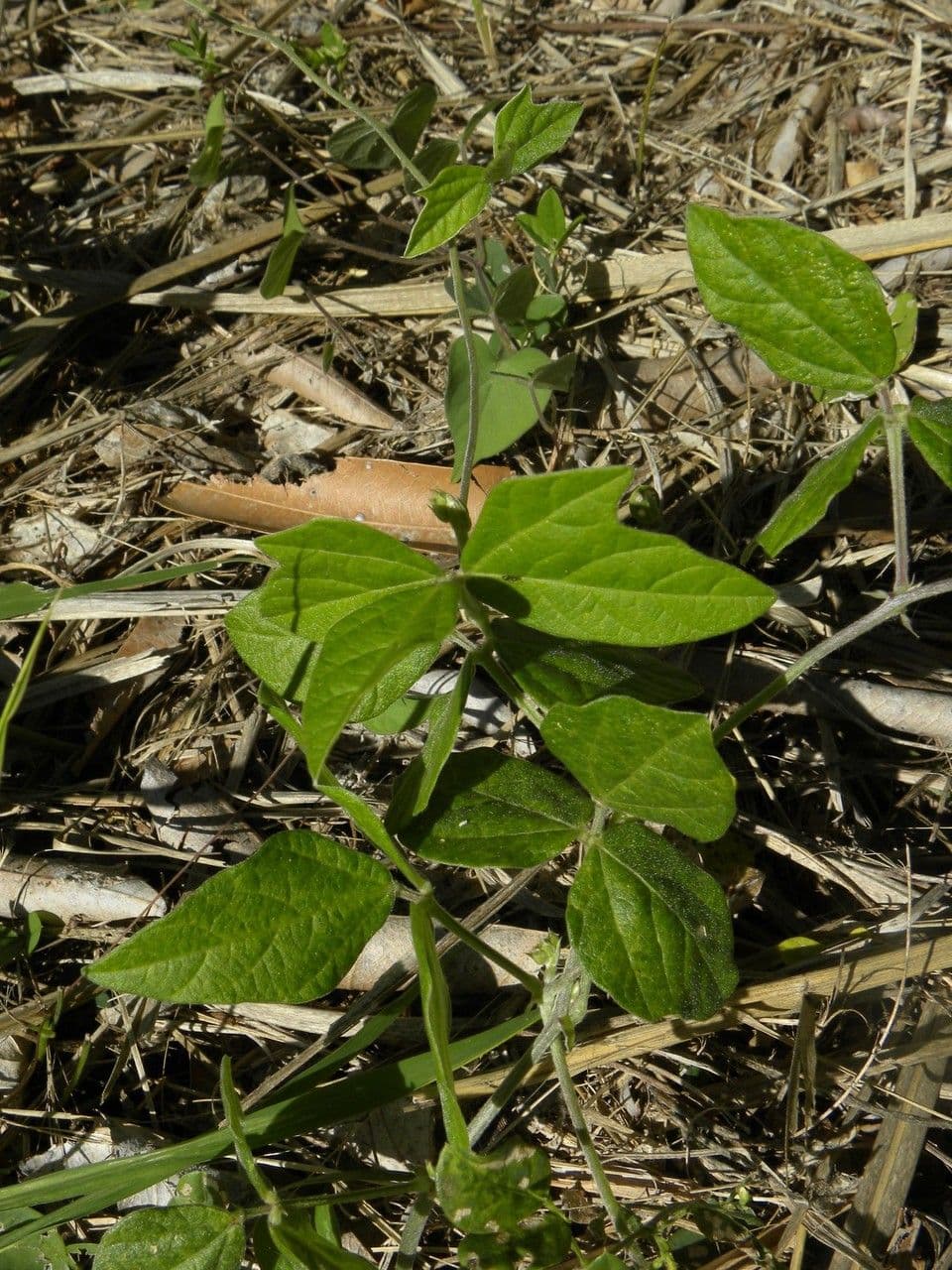 Purpurbohne mit reichen dunkelvioletten Blüten zwischen feinem Laub