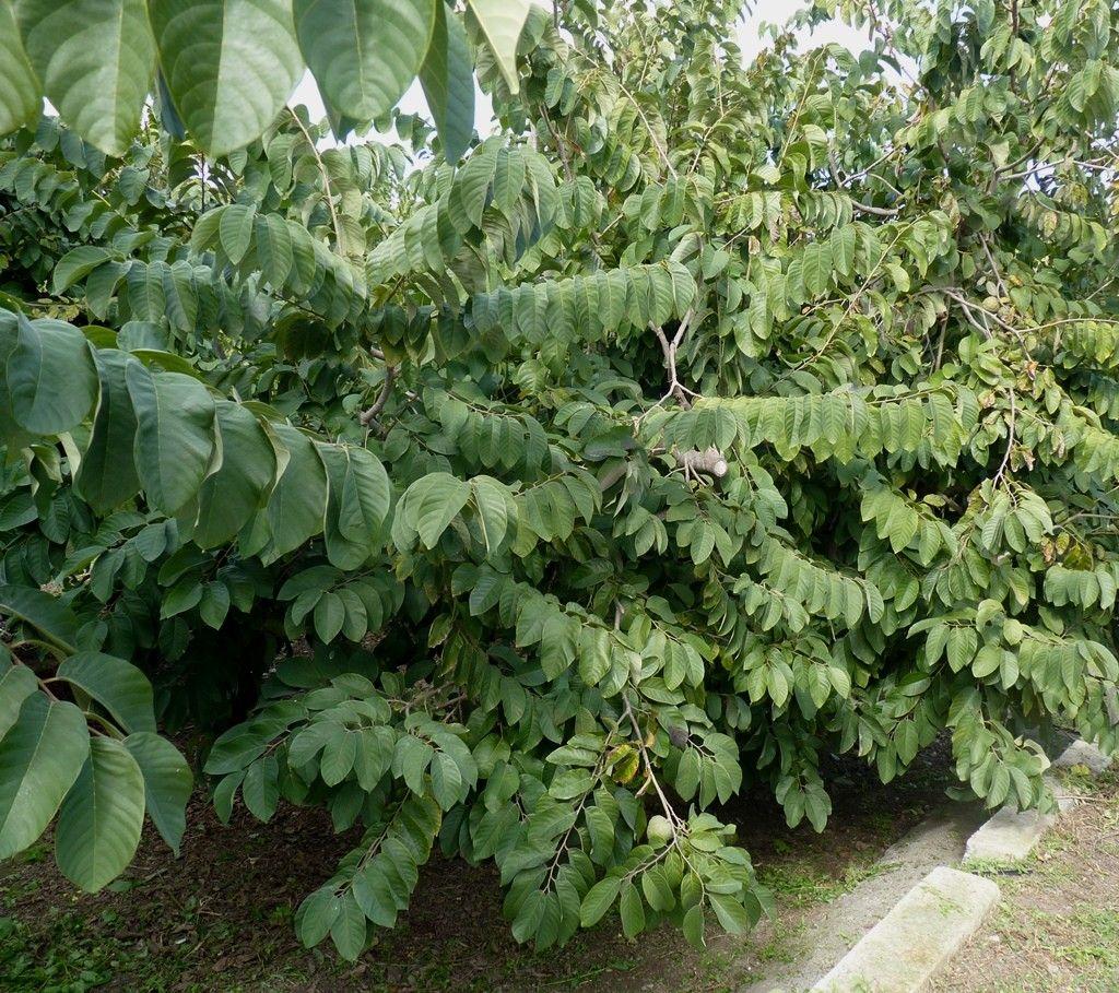Cherimoya boom met glanzende bladeren en karakteristieke groene vruchten hangend tussen de takken