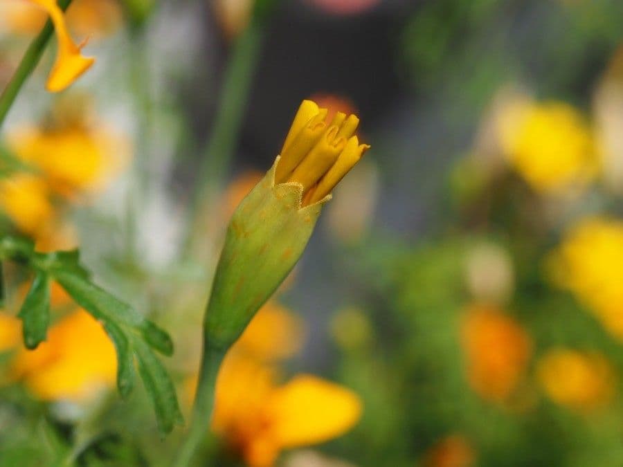 Plante tagetes-tenuifolia