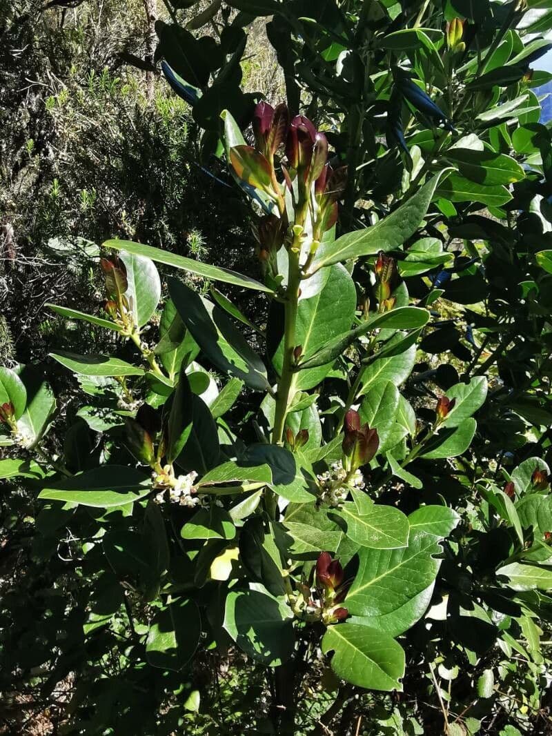 Plante Ilex perado avec feuillage vert et baies rouges originaire des Acores et de Madeira