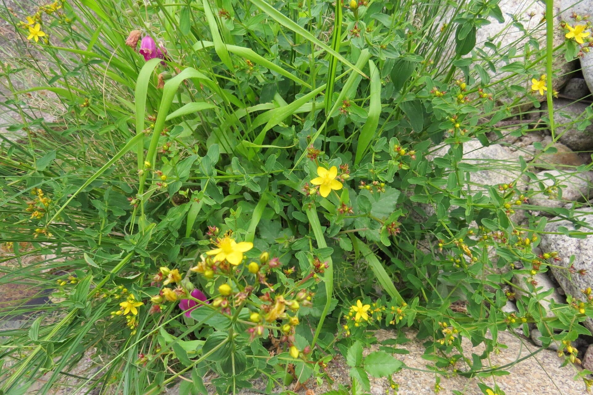 Hypericum undulatum mit leuchtend gelben Blüten