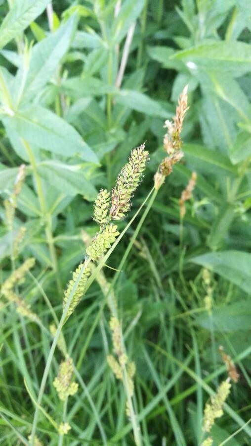 Carex hartmanii growing in a damp woodland edge with soft light filtering through trees