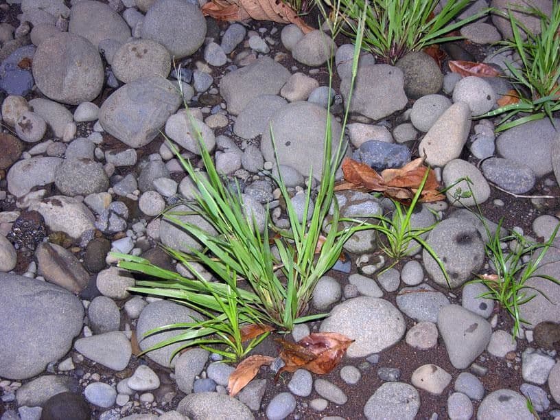 Digitaria violascens Pflanze mit charakteristischem violett getöntem Laub und feinen Rispen