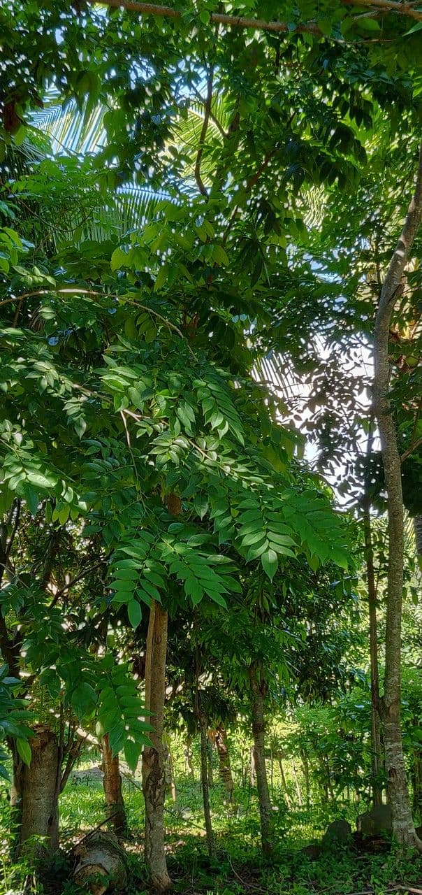 Pterocarpus officinalis tree with broad buttress roots and green canopy near water