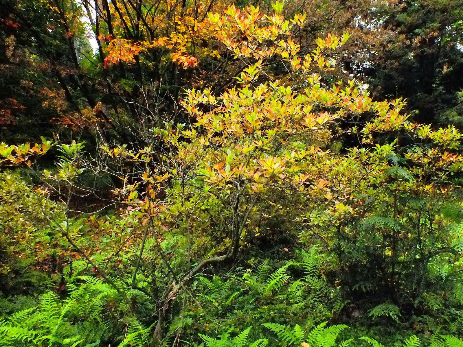 Westliche Azalee mit rosa-weißen Blüten in Blüte