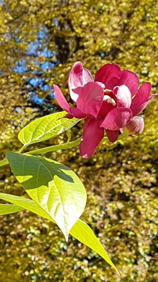 Fleurs Kalicanthe lie de vin
