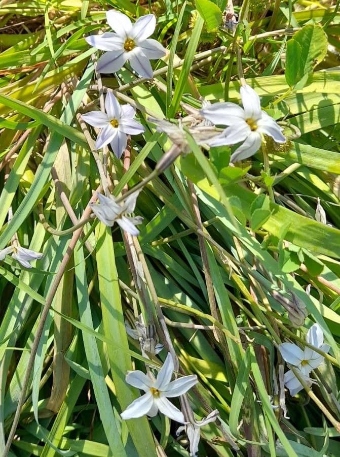Springstar with pale blue star-shaped flowers in full bloom