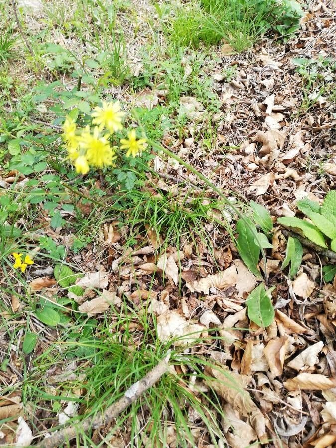 Fleurs jaunes de Crepis praemorsa dans une prairie ensoleilee