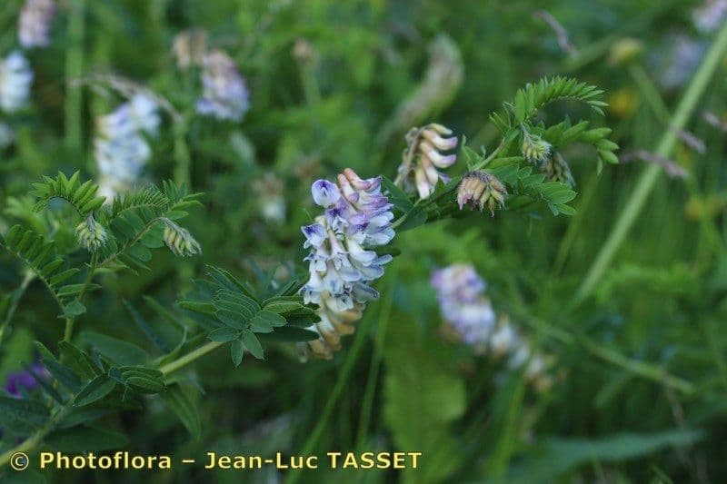 Vesce des landes avec fleurs blanches en milieu naturel