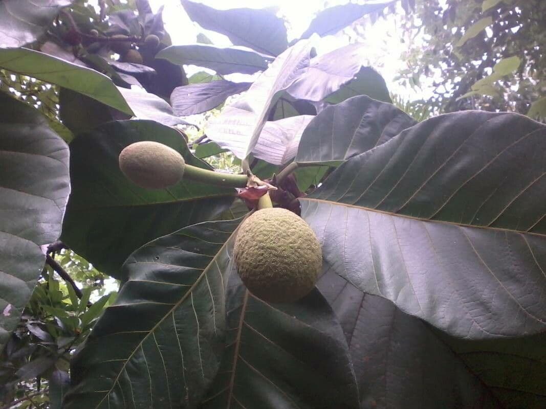 Artocarpus odoratissimus with large green leaves and tropical fruits
