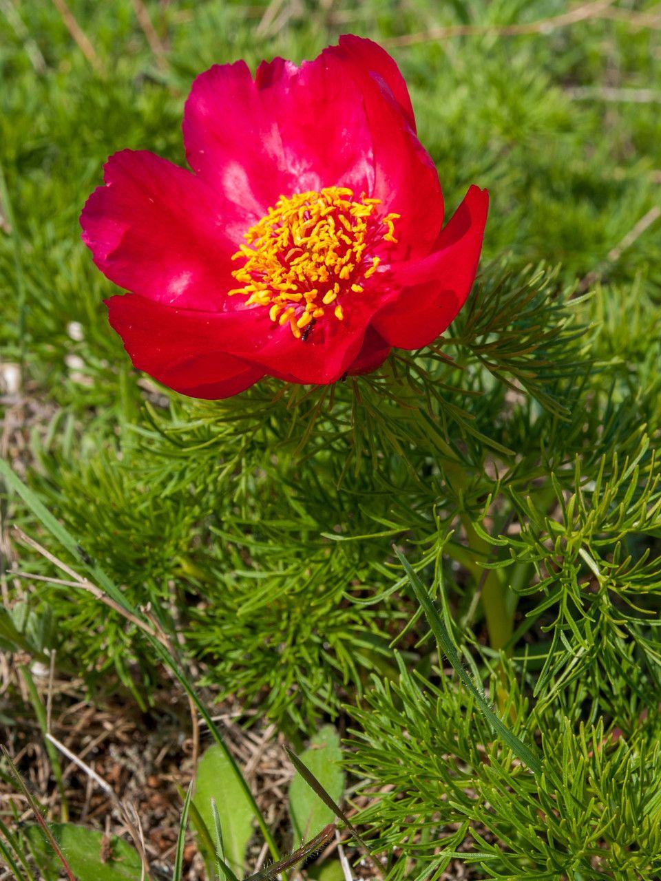 Netzblatt-Pfingstrose in voller Blüte mit fein gefiedertem Laub und tiefroten Blüten