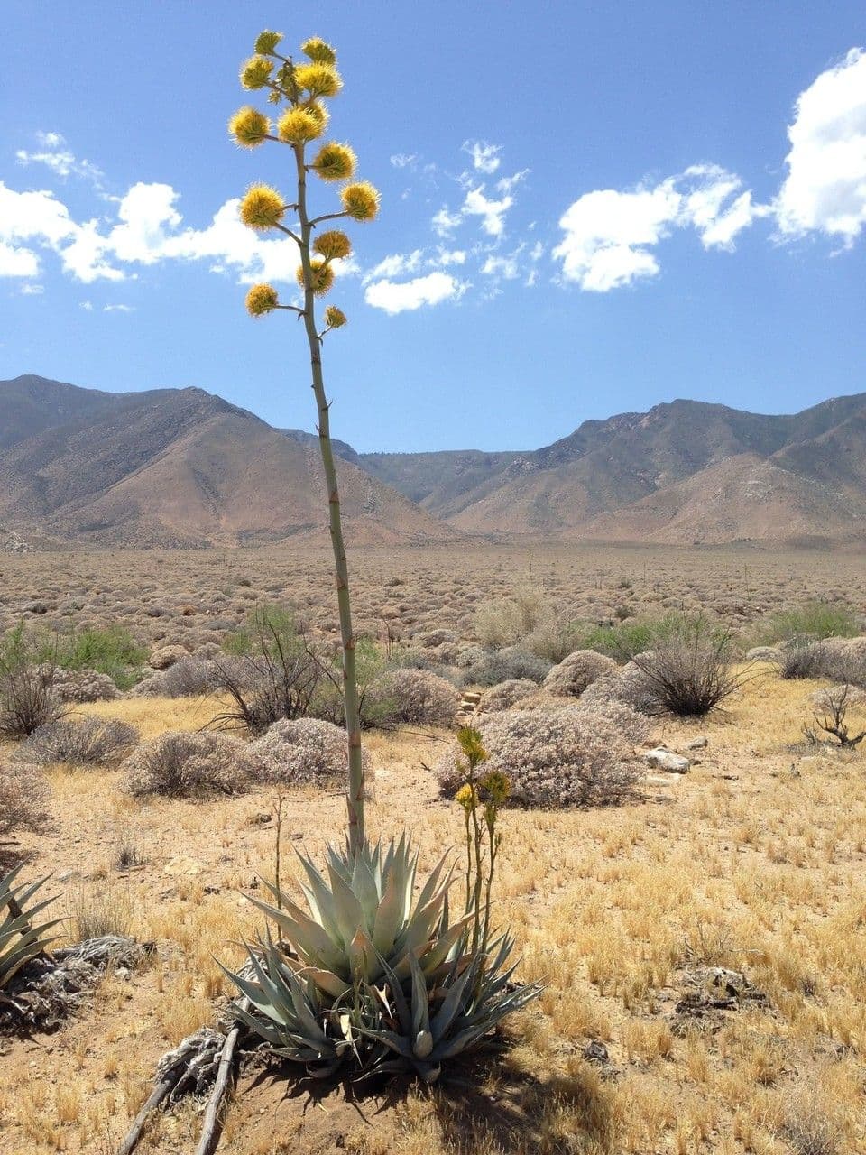 Desert agave (Agave deserti) foliage
