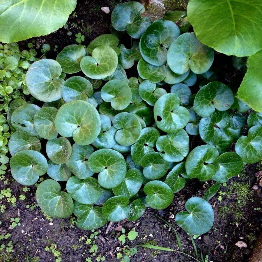 Gewöhnliche Haselwurz (Asarum europaeum) in einem schattigen Waldrand