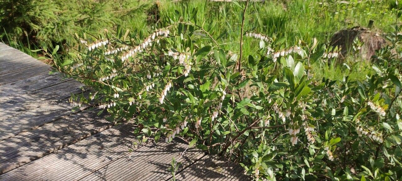 Leatherleaf with glossy leathery leaves and delicate white bell-shaped flowers