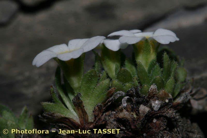 Androsace pubescens avec ses fleurs blanches et violettes sur un versant rocheux alpin