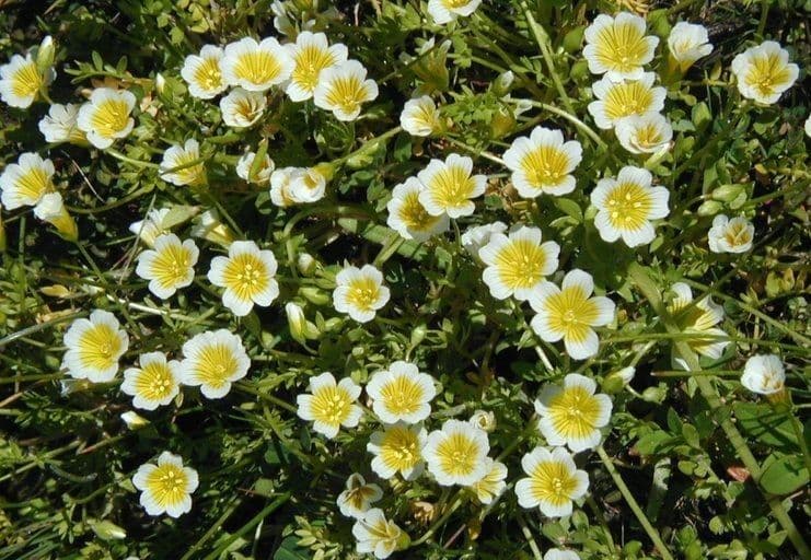 Plante fleur de mares avec fleurs blanches et jaunes