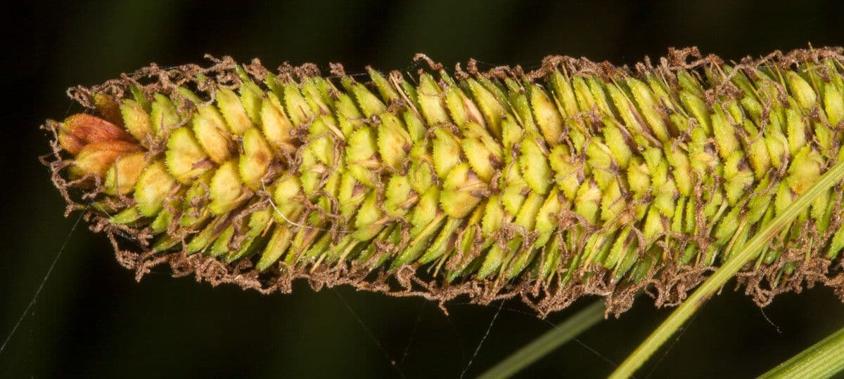 Carex hispida displaying characteristic spiky seed heads