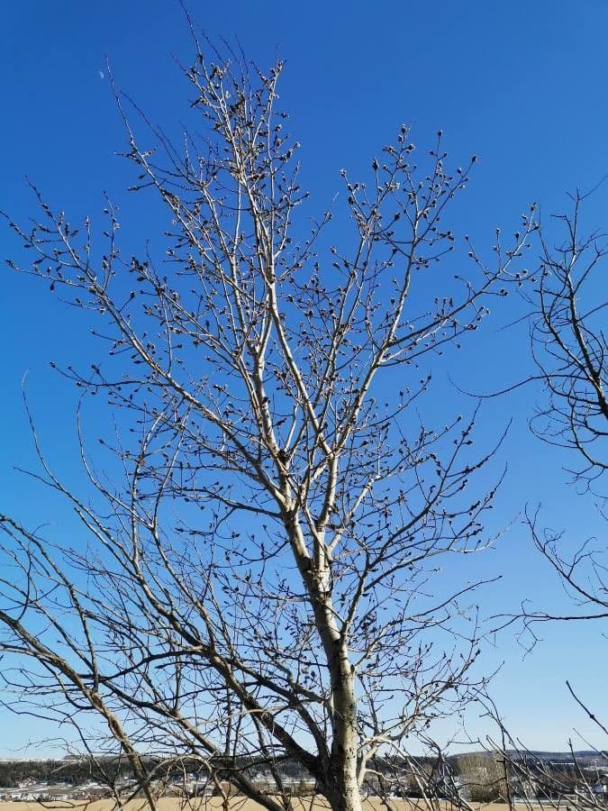 Populus tremuloides, quaking aspen with leaves that quiver in the breeze