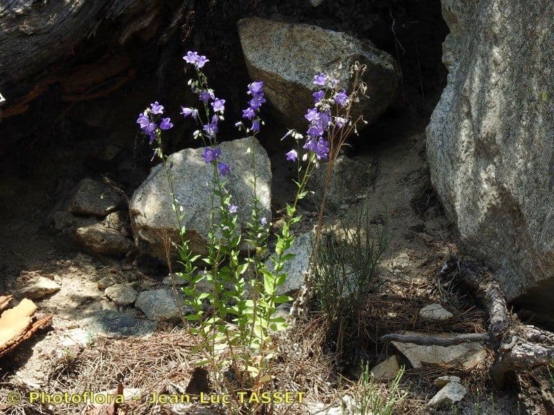 Blauwe bloemen van Campanula precatoria in berghabitat