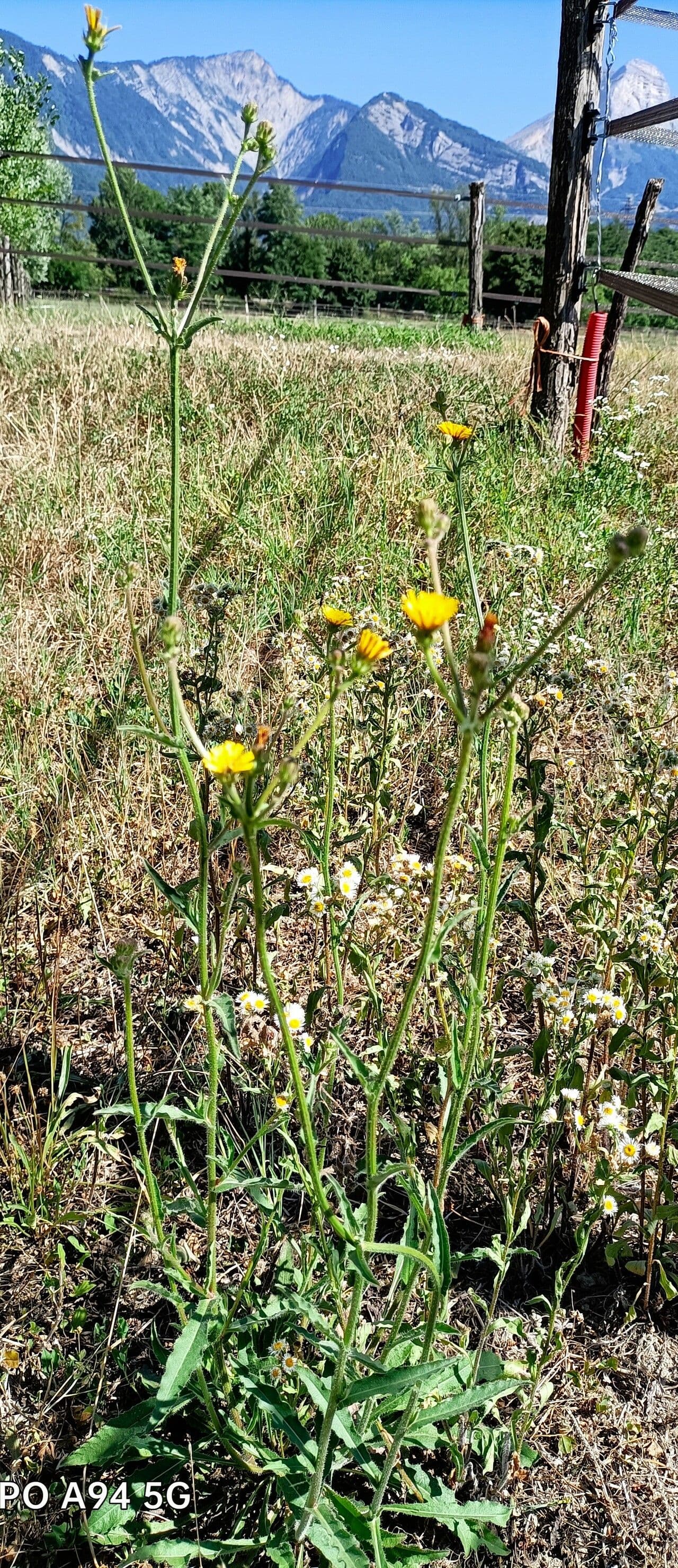 Picris rhagadioloides mit gelben Bluten