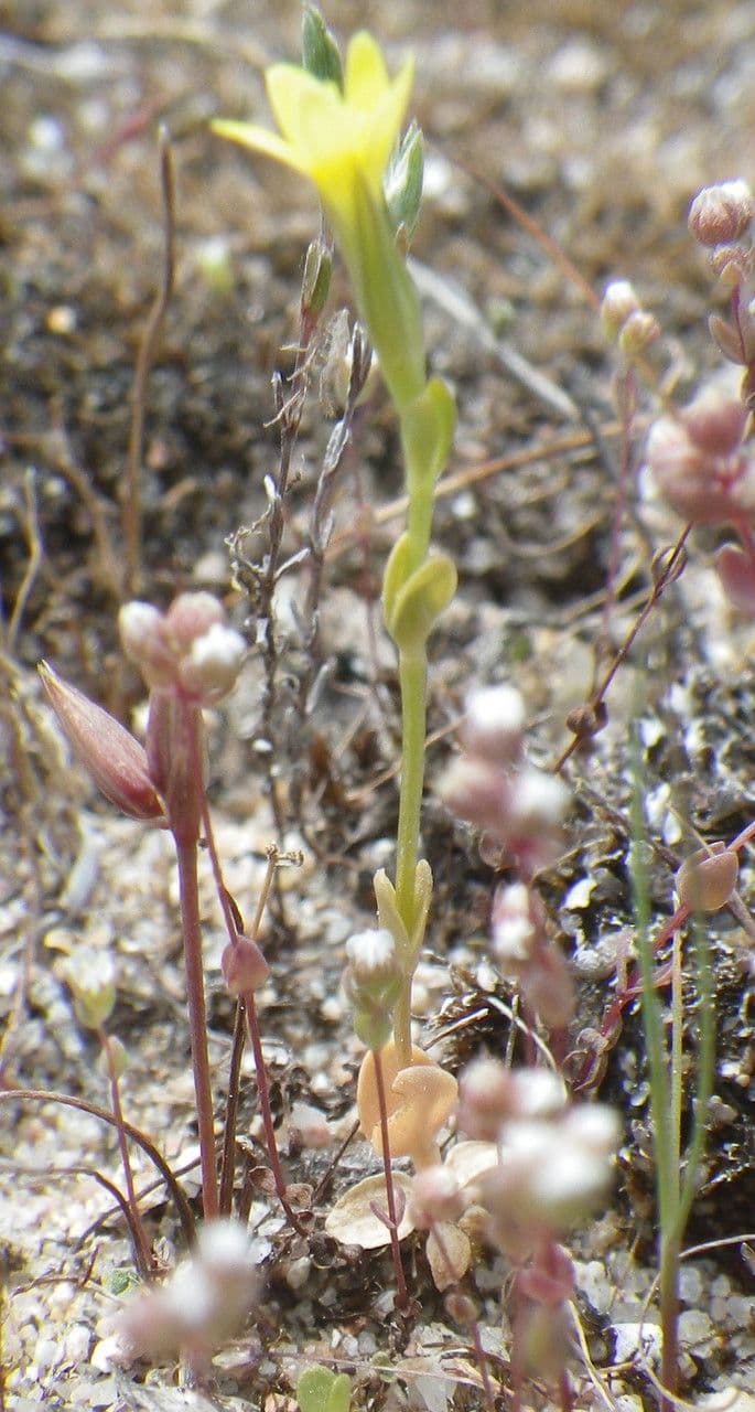 Chamisso sedge in an alpine garden setting