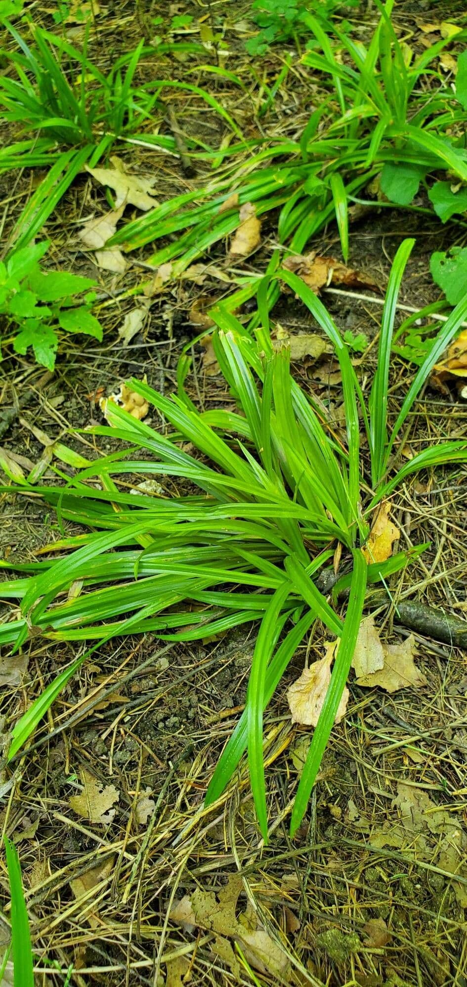 Carex careyana woodland sedge