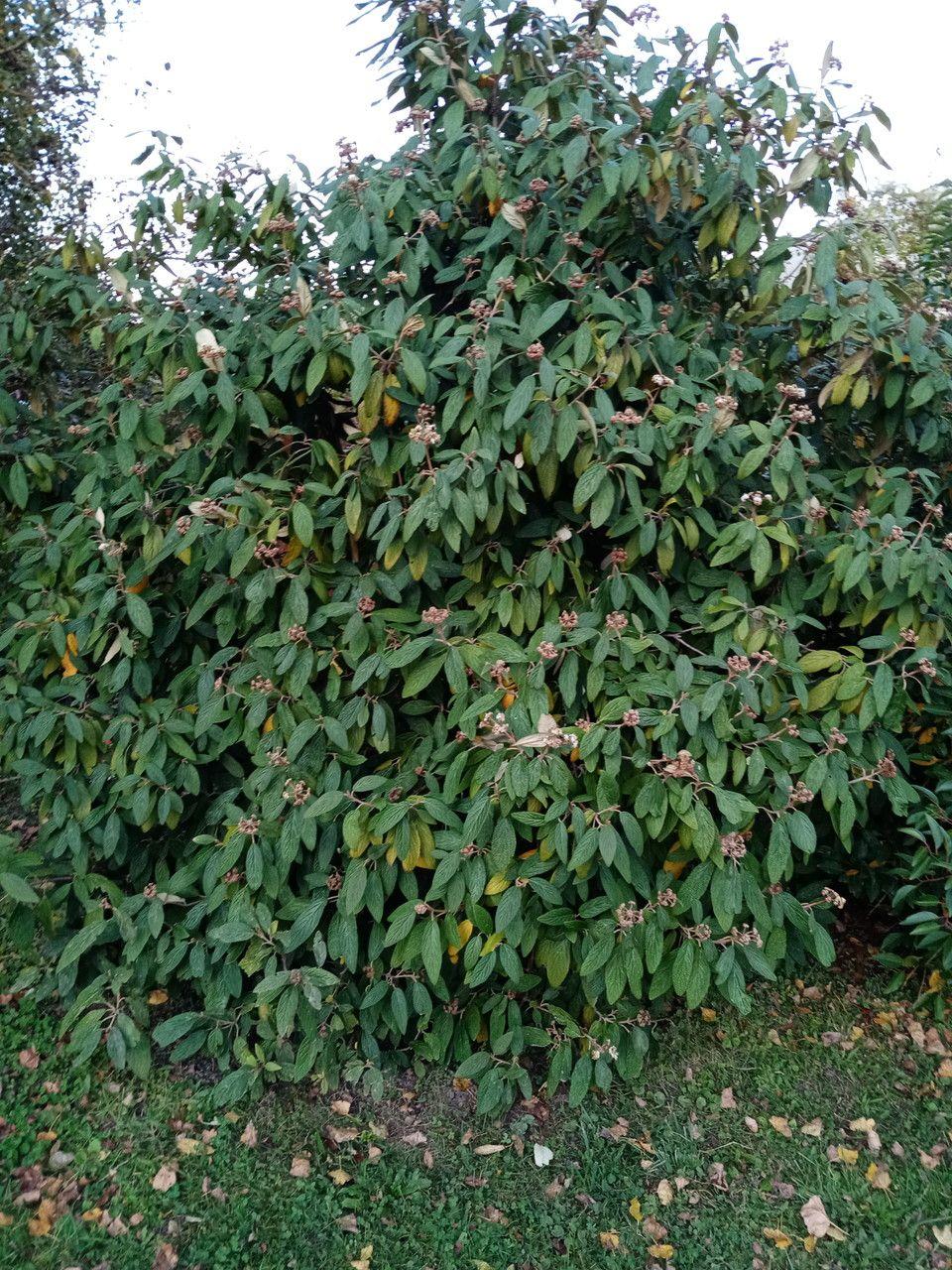 Viburnum rhytidophyllum en pleine croissance avec des feuilles brillantes et des grappes de fleurs blanches
