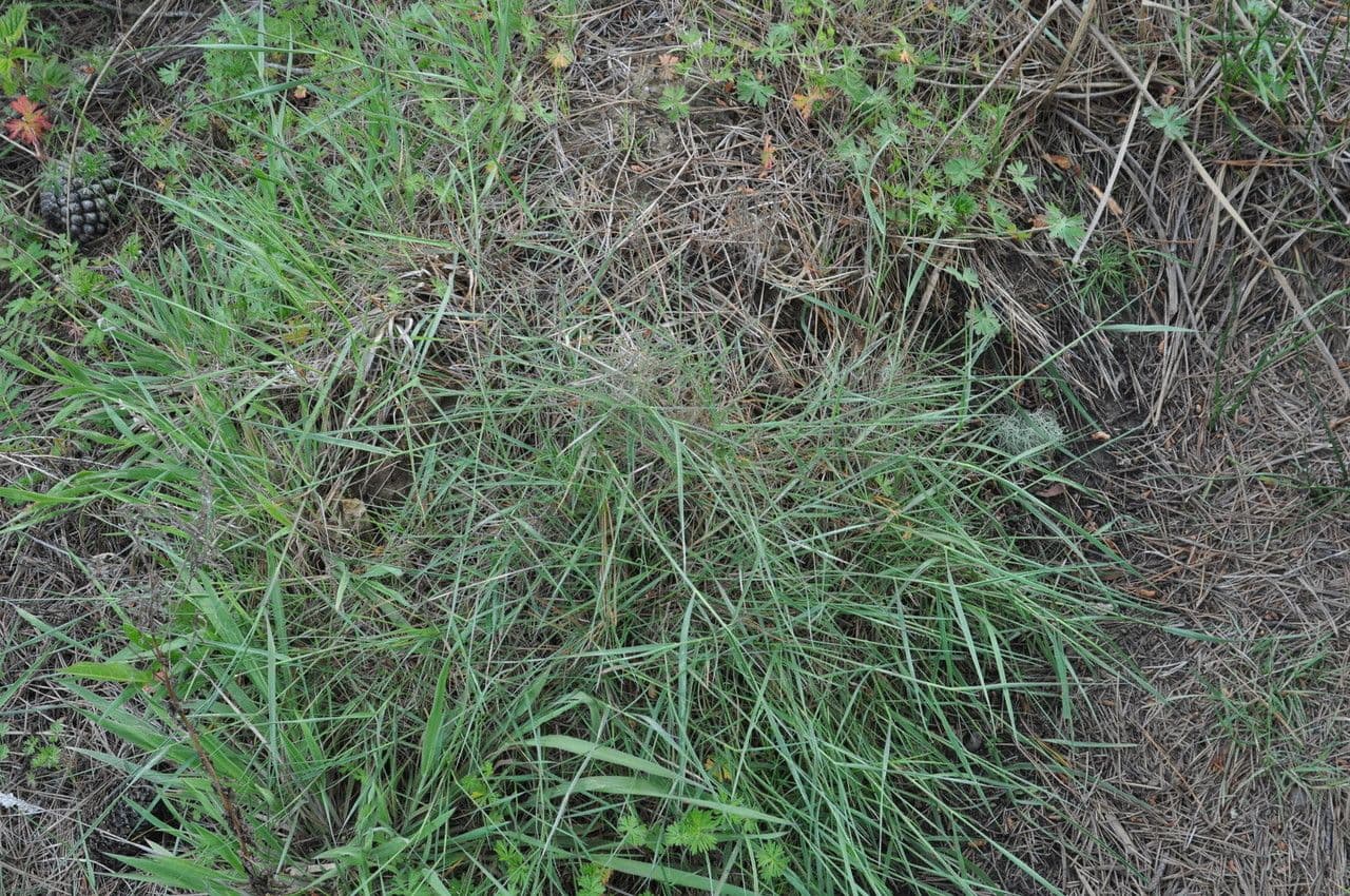 Agrostis pallens - kust-struisgras met fijne groene pluimen in de natuur