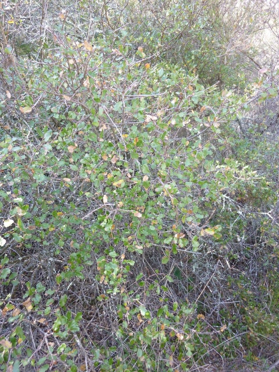 Californische struikeik met glanzend blad en takverdeling