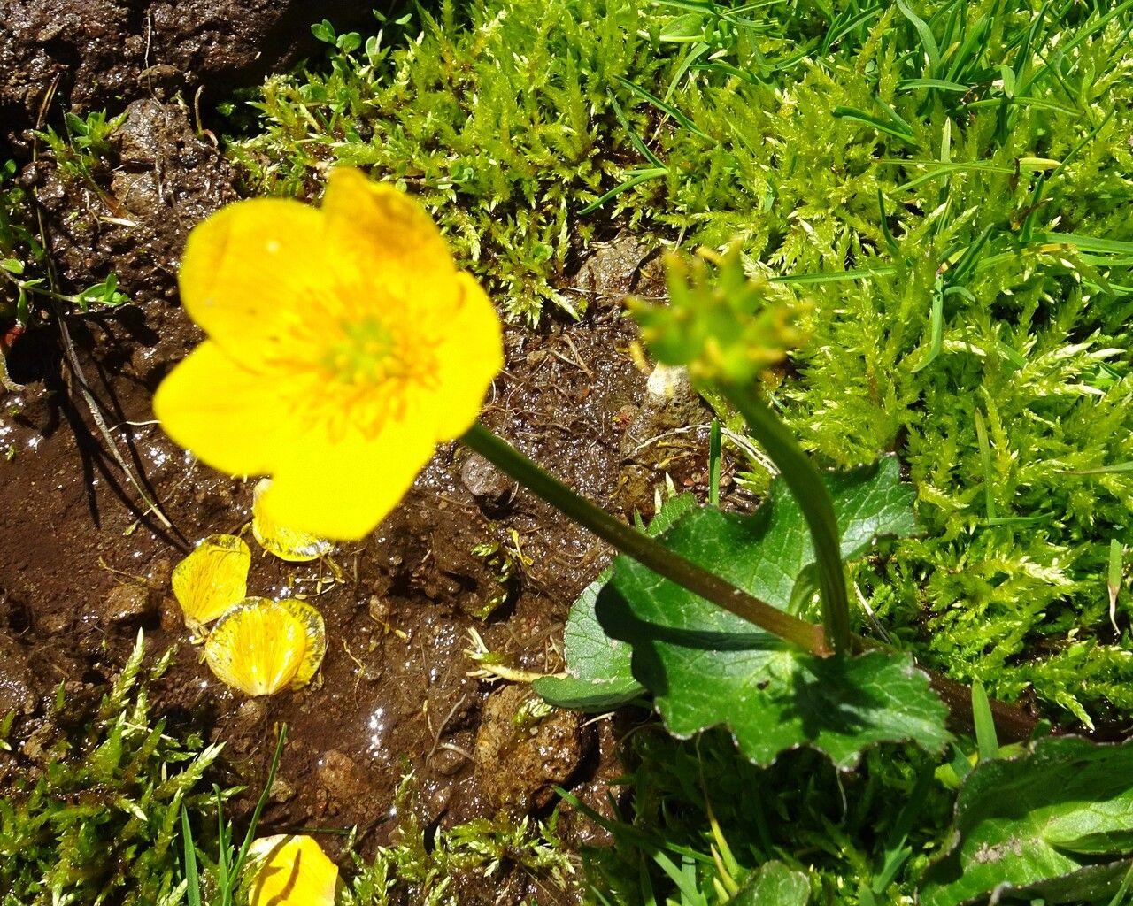 Leuchtend gelbe Sumpfdotterblumen blühen im März am Ufer eines Teiches, umgeben von Moos und Farne.
