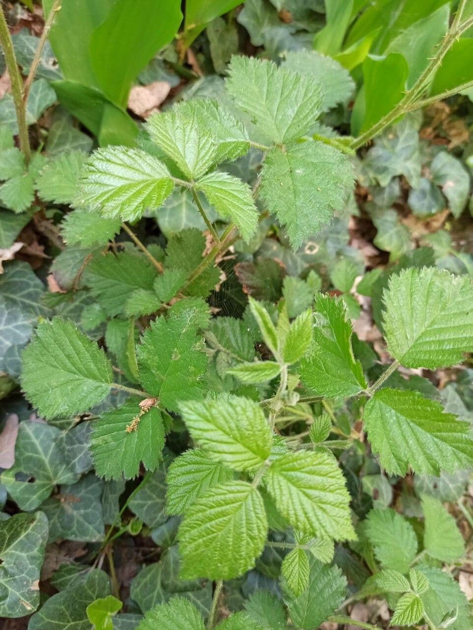 Rubus schleicheri braam met bladeren en bloemen