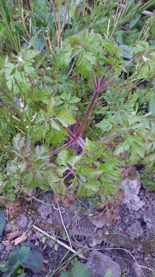 Géranium pourpre en fleurs violettes sur une bordure de sous-bois