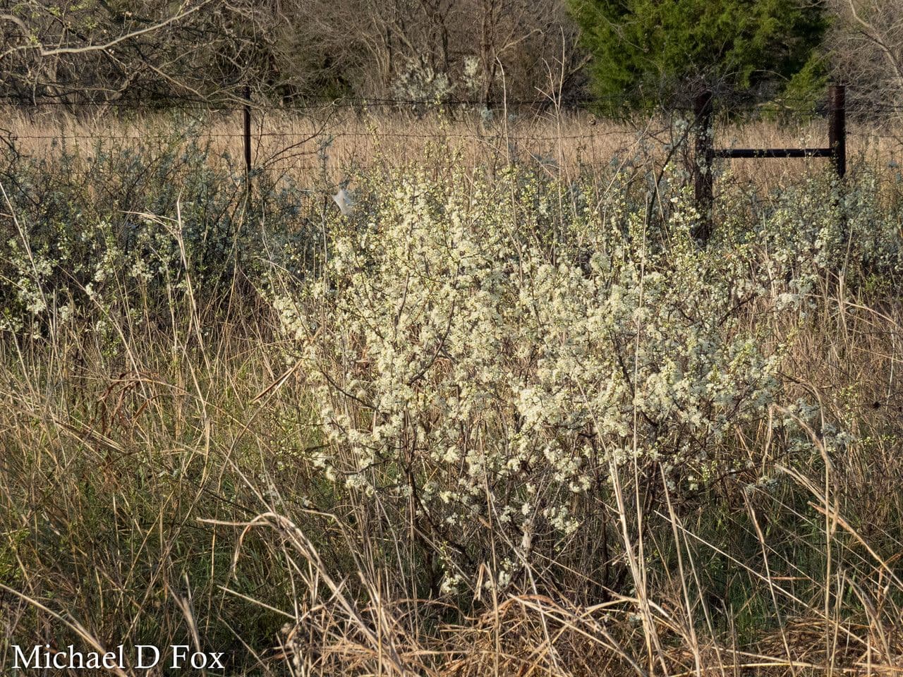 Wild-goose Plum shrub with white blossoms and red fruits along waterways