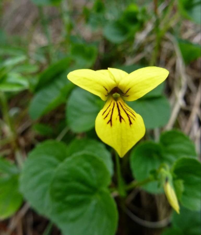 Viola biflora met gele bloemen in alpien habitat