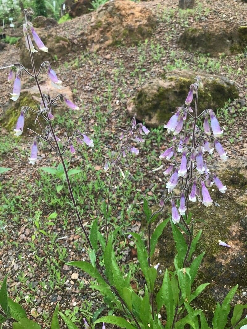 Penstemon gracilis with elegant purple flowers in prairie setting