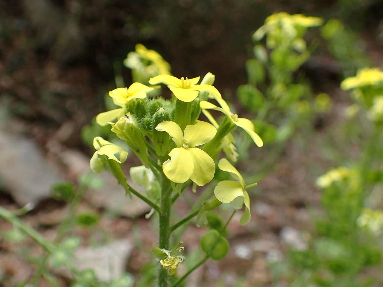 Lunetière à feuilles de chicorée avec grappes de fleurs jaunes en rocaille alpine