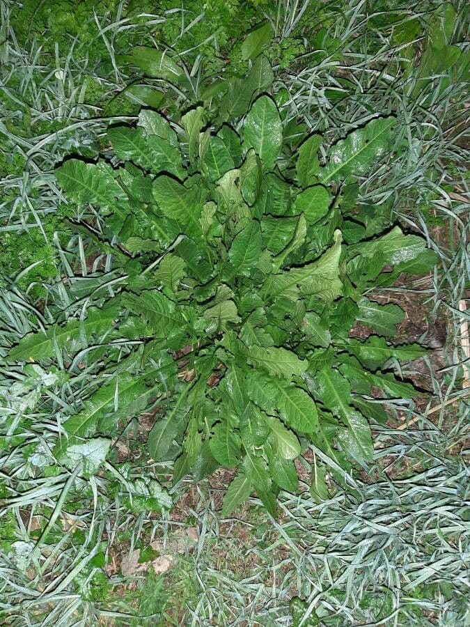 Gekrulde zuring (Rumex crispus) met karakteristieke golvende bladeren