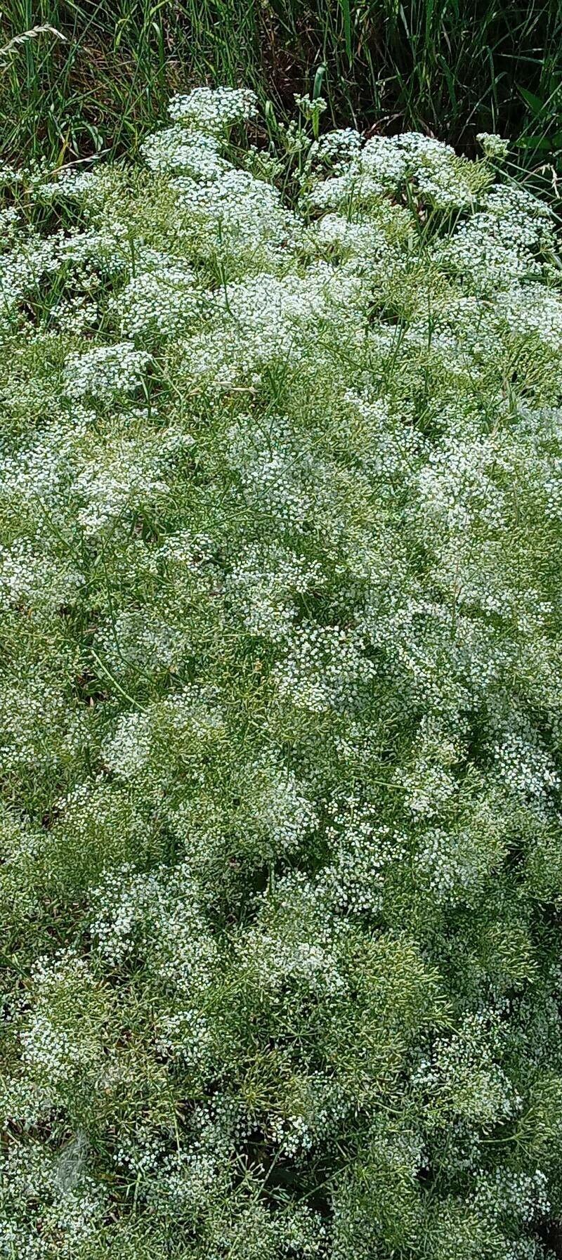 Falcaire commune en pleine floraison, avec ses ombelles blanches dans un jardin sec et sauvage