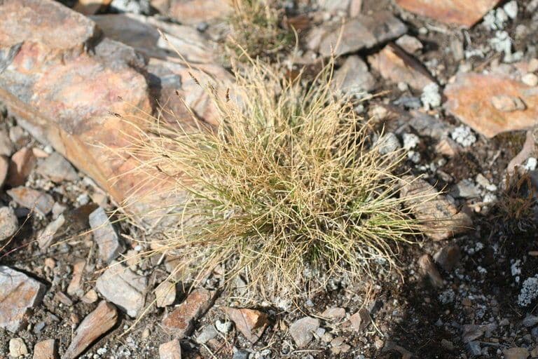 Carex filifolia with fine thread-like leaves in natural grouping
