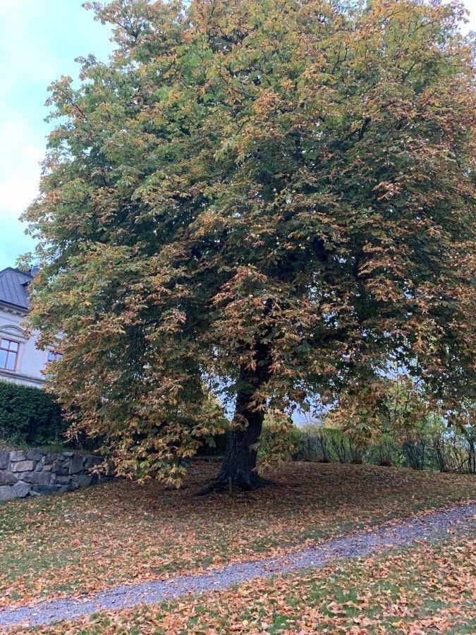 Épis floraux blancs du marronnier d'Inde en pleine floraison en mai, entourés de feuilles vertes brillantes