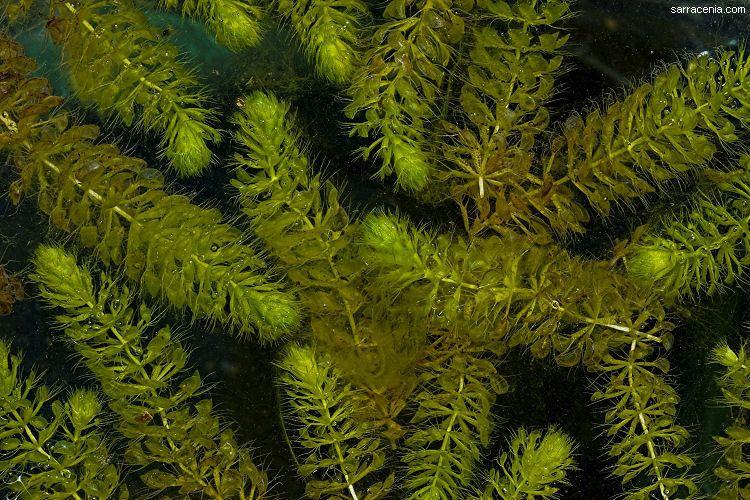 Eine treibende Wasserfalle mit kleinen Fangblättern in klarem Wasser unter Sonnenlicht