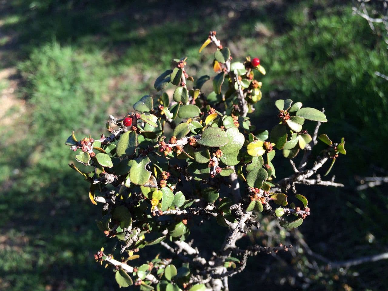 Rhamnus crocea Strauch mit glanzenden Blattern und roten Beeren auf einem sonnigen Felshang