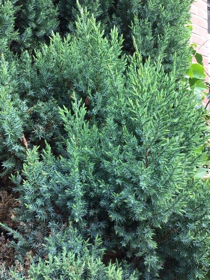 Ein aufrechter Chinesischer Wacholder in der Sonne mit dichtem blaugrünen Laub und kegelförmiger Krone.