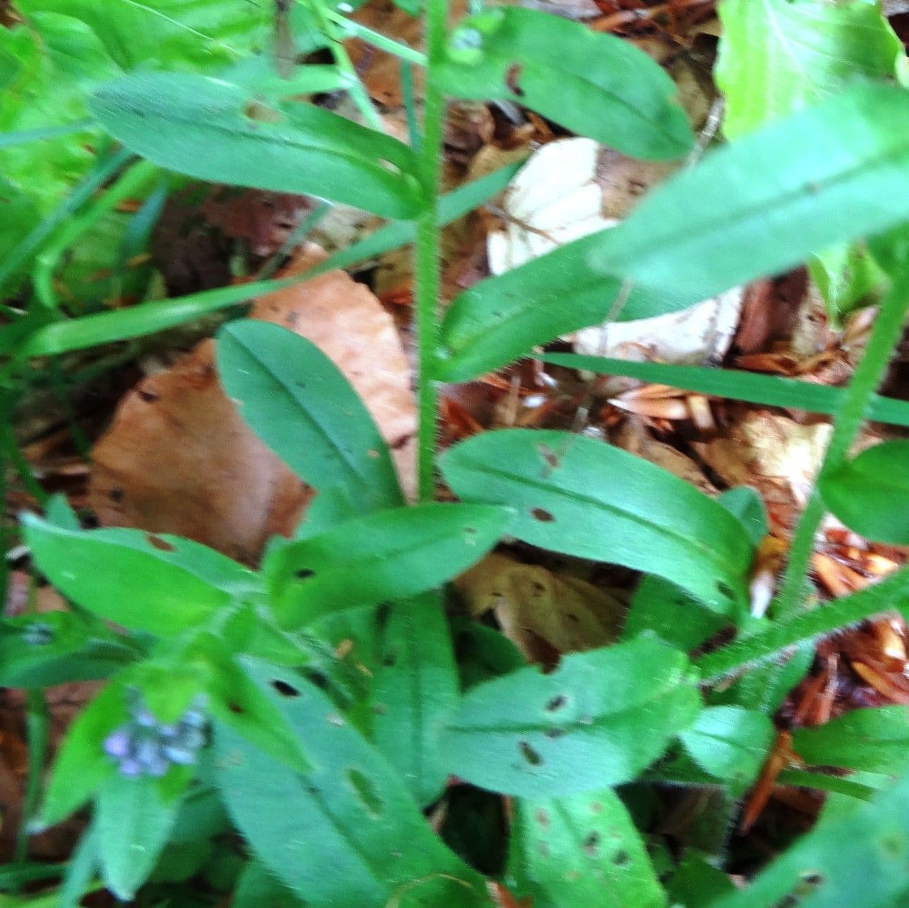 Plante Myosotis decumbens avec fleurs bleues en rocaille alpine